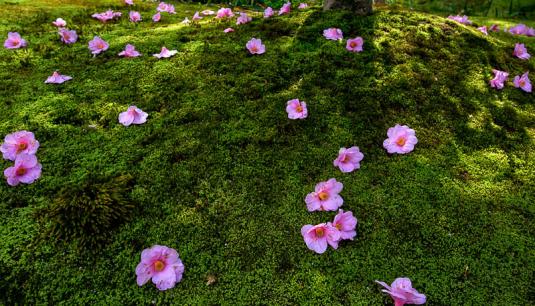 Так смотрится почвопокровный ковер из обычного мха, на котором лежат опавшие цветки сакуры