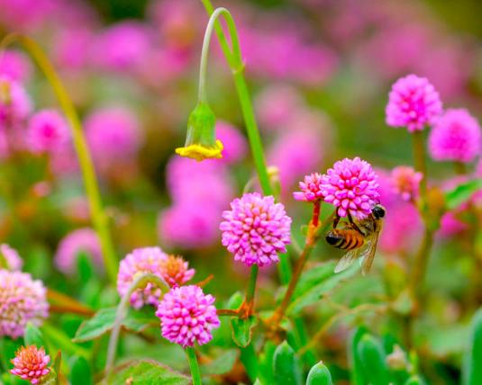 Пчелы не обходят стороной цветущие почвопокровные 