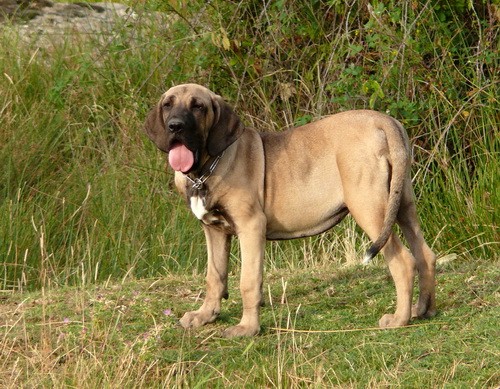 Порода собак Фила бразильеро (Fila Brasileiro)