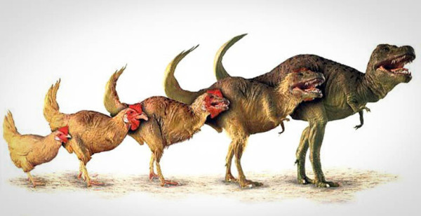 Эволюция от динозавра до курицы