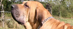 Подбор дрессировка фото породы собак Фила бразильеро