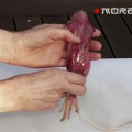 как чистить кальмары