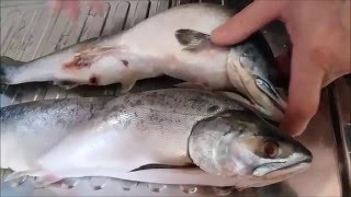 Разделка горбуши быстро, без грязи.Cutting salmon quickly, without dirt