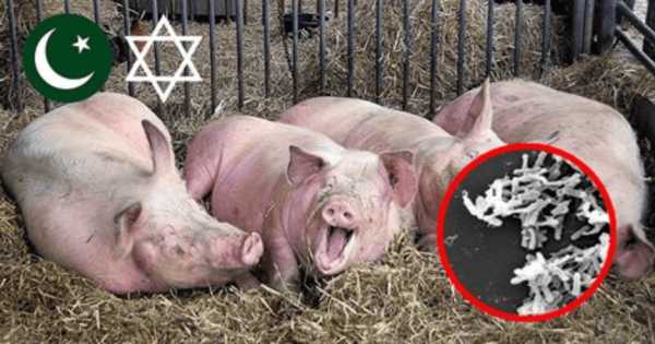Евреи свинина