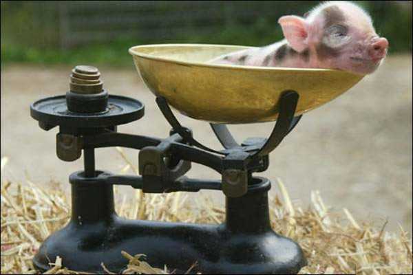 Сколько весит полутуша свинины